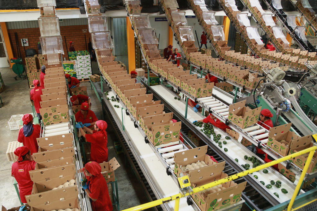 Workers sort avocados at a packing plant in Tacambaro, Mexico Thursday, Aug. 13, 2026. (AP Photo/Armando Solis)