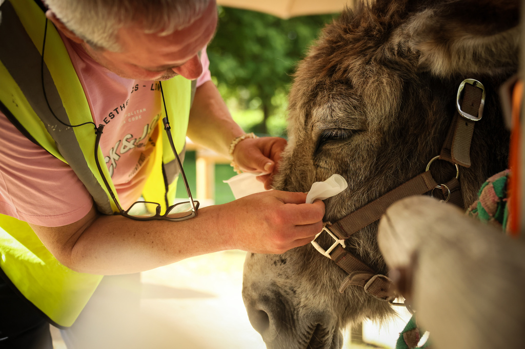 A patient with mental health conditions cleans a donkey's eyes during the animal therapy session at a psychiatric hospital in Neuilly-sur-Marne, in the eastern suburbs of Paris, Friday, May 29, 2026. (AP Photo/Thomas Padilla)