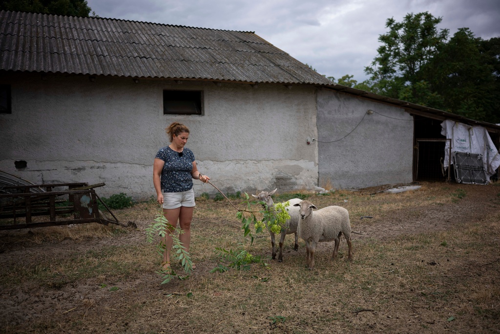 Kata Hunyadi, a farmer, feeds her sheep with a tree branch in Kiskunmajsa, Hungary, Tuesday, July 29, 2025. (AP Photo/Denes Erdos)