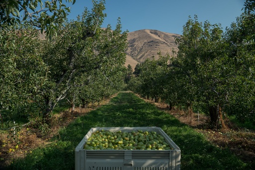 Pears wait to be transported out of an orchard in Naches, Wash., Thursday, Aug. 28, 2025. (AP Photo/Annika Hammerschlag) Pears wait to be transported out of an orchard in Naches, Wash., Thursday, Aug. 28, 2025. (AP Photo/Annika Hammerschlag)