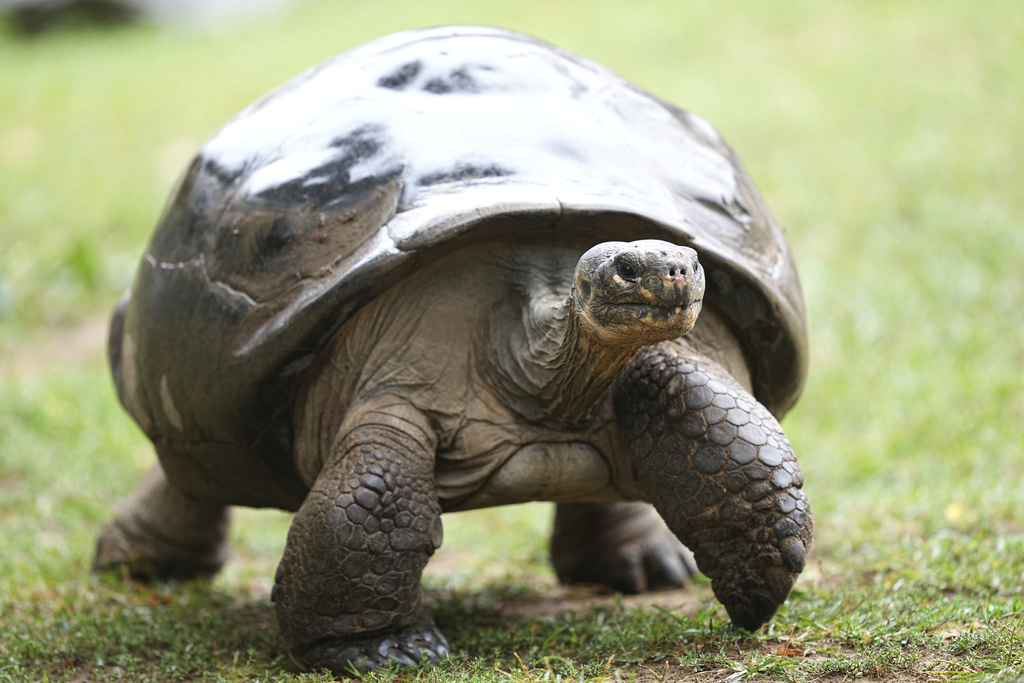 Mommy, a nearly 100-year-old Galapagos tortoise, and parent of 16 hatchlings in two clutches, walks in her enclosure at the Philadelphia Zoo in Philadelphia, Wednesday, Aug. 20, 2025. (AP Photo/Matt Rourke)