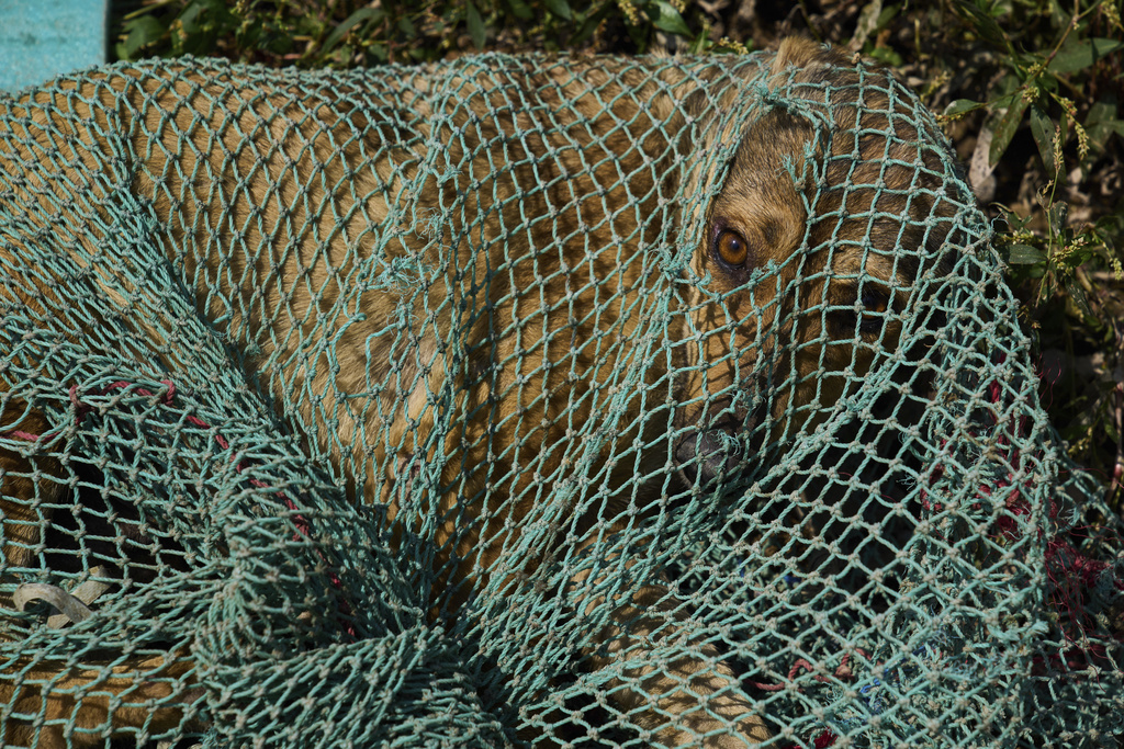 A stray dog looks through a hole in a net after being caught by municipal workers during a sterilization drive in Srinagar, Indian controlled Kashmir, Wednesday, Sept. 17, 2025. (AP Photo/Dar Yasin)