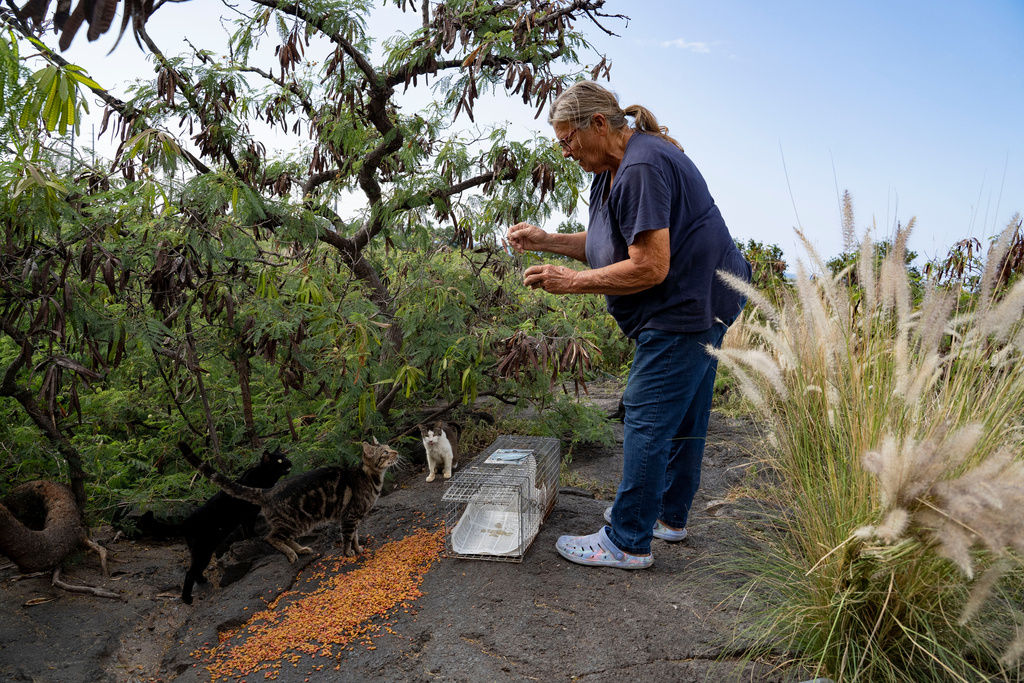 Liz Swan sets up food and a trap for stray cats near the Kealakehe Transfer Station and Recycling Center, Tuesday, Dec. 2, 2025, in Kailua-Kona, Hawaii. (AP Photo/Mengshin Lin)