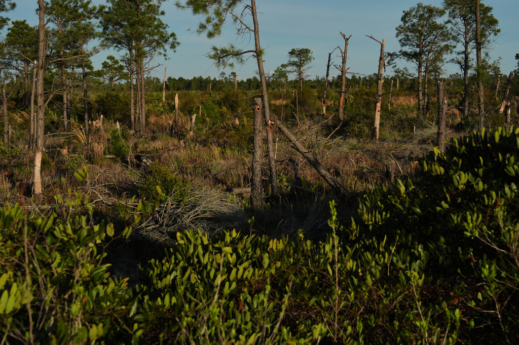 Fire-damaged trees stand in an area of peatland Tuesday, May 5, 2026, in Belhaven, N.C. (AP Photo/Joshua A. Bickel)