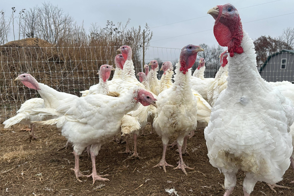 Turkeys are seen on a farm Thursday, Nov. 20, 2025, in Sylvan Township, Mich. (AP Photo/Mike Householder)