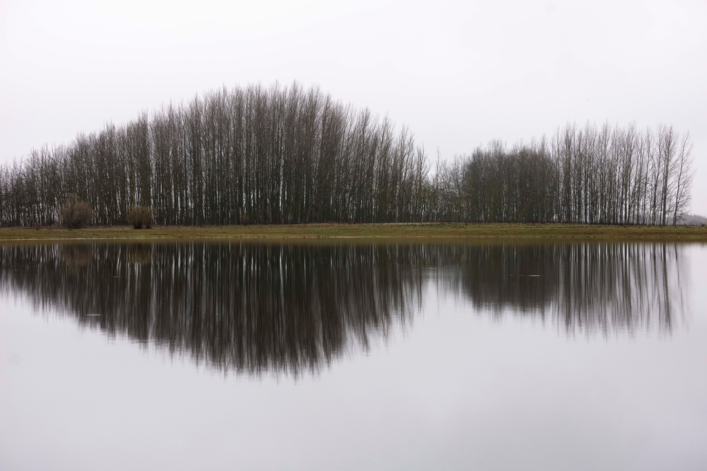 Trees are reflected in the water of an artificial lake in Kiskunmajsa, Hungary, Friday, Dec. 12, 2025. (AP Photo/Denes Erdos)