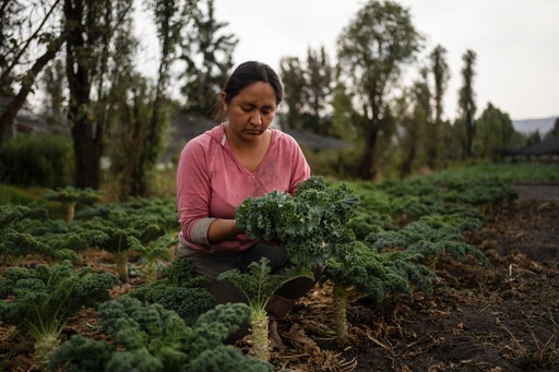 Cassandra Garduño harvests kale in her chinampa, an island farm built by the Aztecs thousands of years ago, in San Gregorio Atlapulco, a borough of Mexico City, Sept. 20, 2025. (AP Photo/Felix Marquez) Cassandra Garduño harvests kale in her chinampa, an island farm built by the Aztecs thousands of years ago, in San Gregorio Atlapulco, a borough of Mexico City, Sept. 20, 2025. (AP Photo/Felix Marquez)