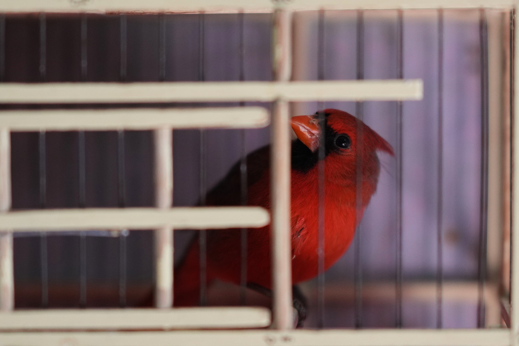 A cardinal sits in a cage before being taken to be sold in Toluca, Mexico, Wednesday, March 18, 2026. (AP Photo/Eduardo Verdugo)