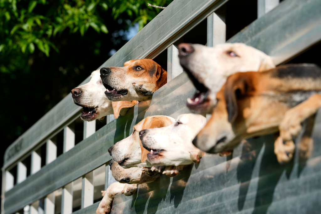 Foxhounds bark as they look out of their trailer at the Iroquois Steeplechase in Nashville, Tenn., Saturday, May 9, 2026. (AP Photo/George Walker IV)