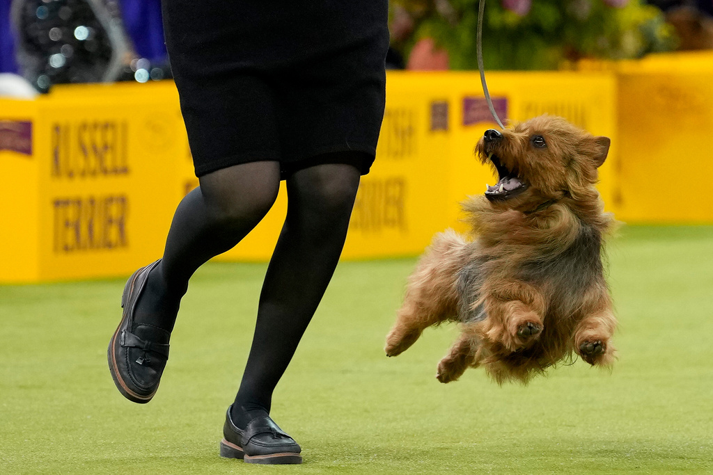 George, an Australian terrier, competes in the terrier group competition of the 150th Westminster Kennel Club Dog Show, Tuesday, Feb. 3, 2026, in New York. (AP Photo/Yuki Iwamura)