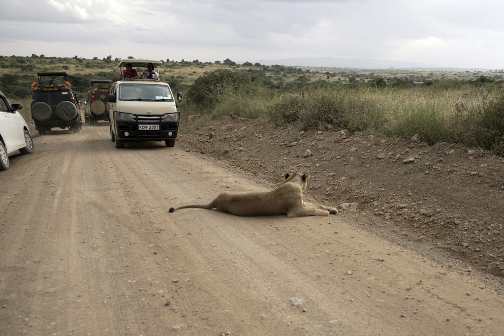 Tourists drive inside Nairobi National Park on the outskirts of Nairobi, Kenya, on June 24, 2023. (AP Photo/Khaled Kazziha)