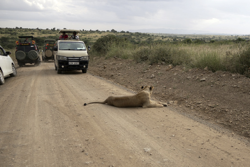 Tourists drive inside Nairobi National Park on the outskirts of Nairobi, Kenya, on June 24, 2023. (AP Photo/Khaled Kazziha) Tourists drive inside Nairobi National Park on the outskirts of Nairobi, Kenya, on June 24, 2023. (AP Photo/Khaled Kazziha)