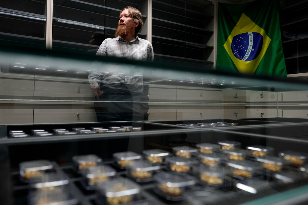 Gustavo Geiser, a federal police forensics expert, stands beside the reference collection of gold samples seized in investigations across the Amazon and neighboring countries at the National Institute of Criminalistics in Brasilia, Brazil, Monday, July 13, 2026. (AP Photo/Eraldo Peres)