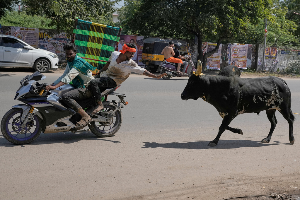 A bull runs loose as handlers on motorcycles pursue the animal after the Jallikattu bull-taming event at the annual harvest festival called Pongal in Avaniyapuram village on the outskirts of Madurai, India, Thursday, Jan. 15, 2026. (AP Photo/Mahesh Kumar A.)