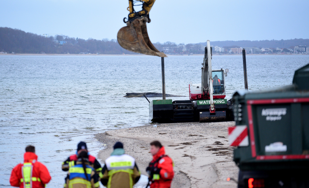 Helpers gather on the beach near a stranded whale as a new rescue attempt is to be made in Timmendorfer Strand, Germany, Thursday, March 26, 2026. (Daniel Bockwoldt/dpa via AP)