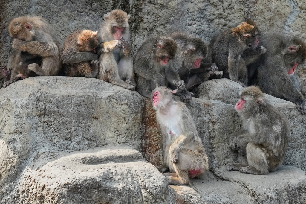 Japanese macaques rest and groom one another in their enclosure at the Ichikawa City Zoological and Botanical Garden in Ichikawa, east of Tokyo, Thursday, July 23, 2026. Punch is not pictured. (AP Photo/Eugene Hoshiko)
