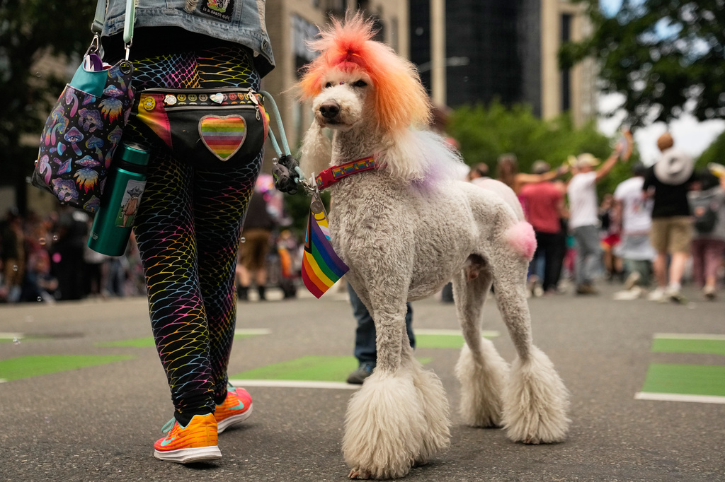 Skywalker, a 7-year-old standard poodle, displays rainbow fur during the Pride Parade in Seattle, Sunday, June 28, 2026. (AP Photo/Lindsey Wasson)