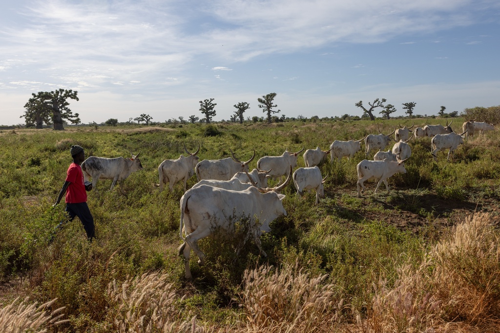 Cows are moved through fields on the outskirts of Joal Fadiout, Senegal, Thursday, Dec. 11, 2025. (AP Photo/Caitlin Kelly)
