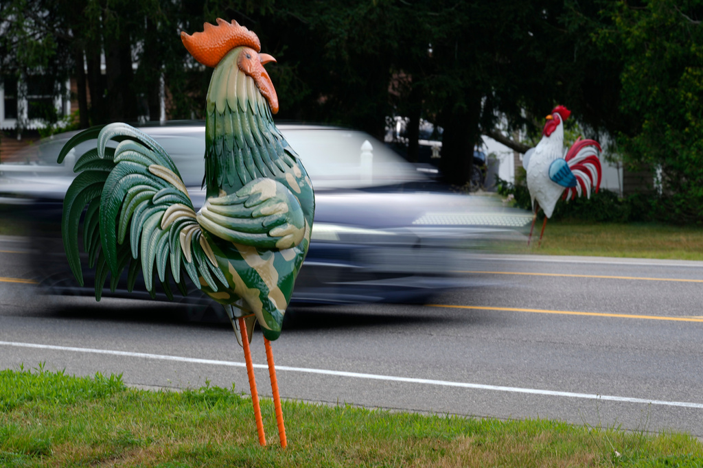 Tin roosters flank Rte. 1 in Wells, Maine, Wednesday, July 22, 2026. (AP Photo/Robert F. Bukaty)