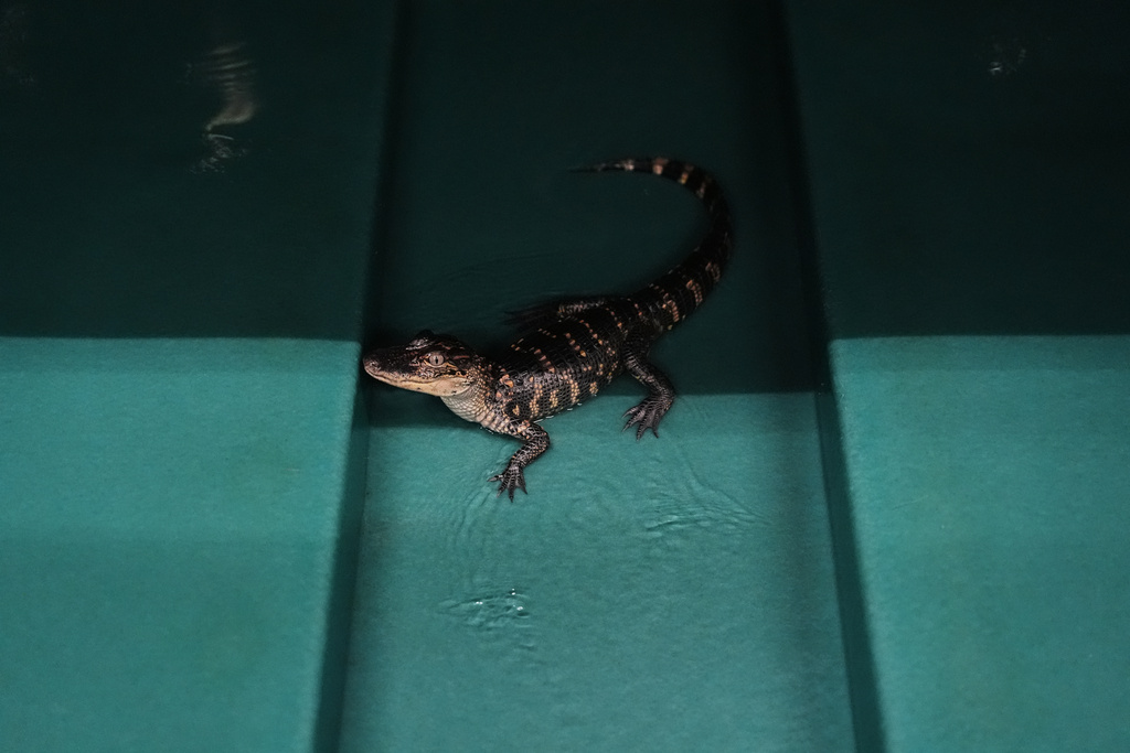 A baby alligator stands in a tank Tuesday, Jan. 20, 2026, at Rockefeller Wildlife Refuge in Grand Chenier, La. (AP Photo/Joshua A. Bickel)