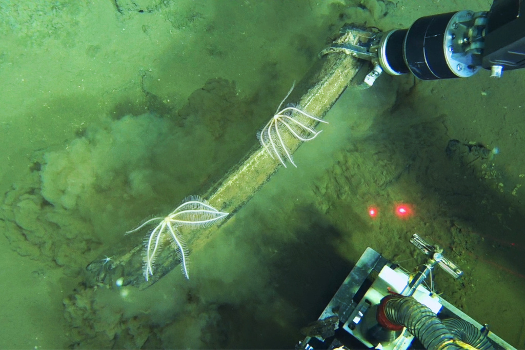 This undated image provided by Peng Zhou shows a Chinese submersible recovering fossilized whale bones from the deep seafloor, southeastern Indian Ocean, in the Diamantina Fracture Zone. (Global TREnD, IDSSE via AP)