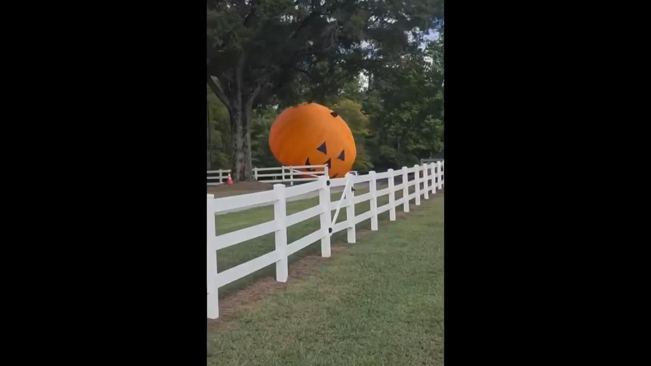 Good grief, Charlie Brown! A giant inflatable pumpkin went on a joy ride in the remnants of Hurricane Isaias, making for some great free advertising for a North Carolina farm.