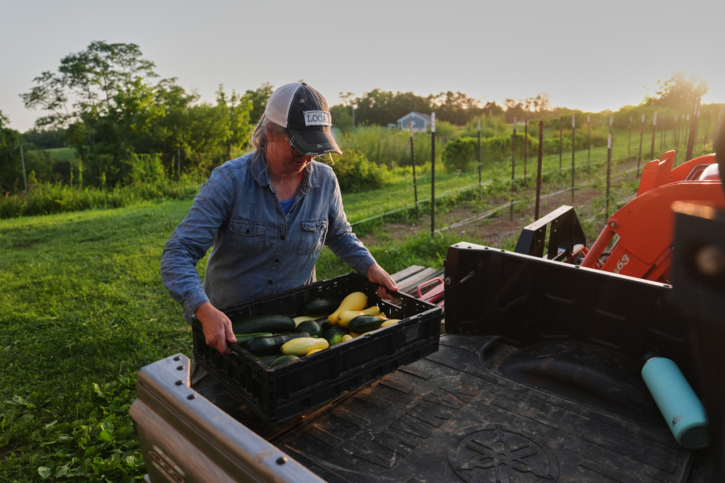 Annie Woods lifts a crate of squash and zucchini while harvesting Wednesday, July 1, 2026, at her farm in Brooksville, Ky. (AP Photo/Joshua A. Bickel)