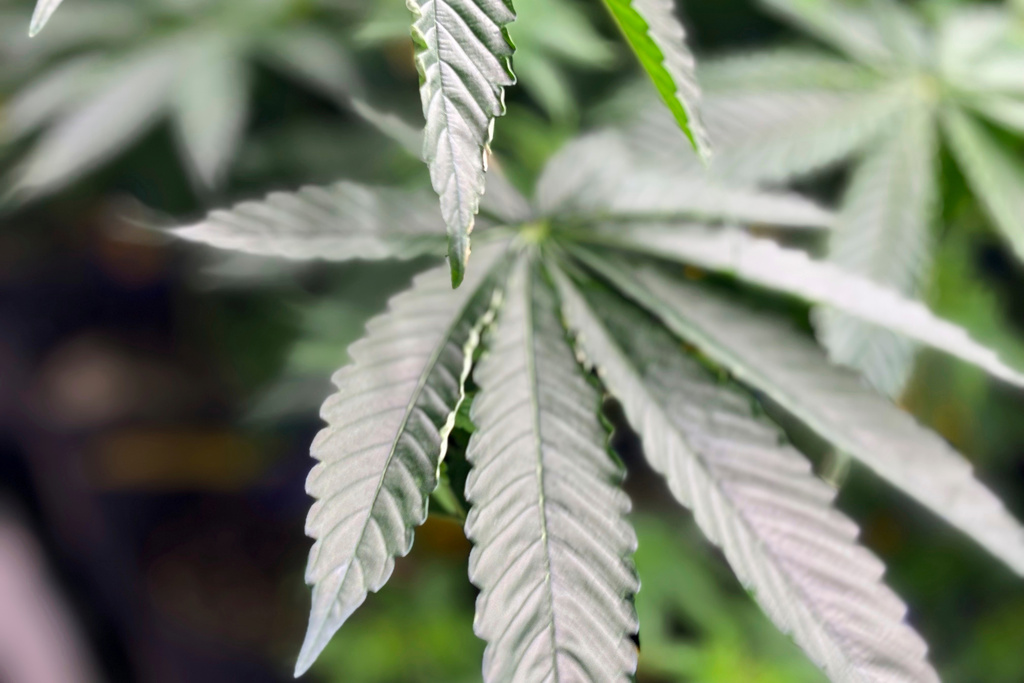 FILE - A medical marijuana plant grows at CRC on July 23, 2024, in Pike County, Ala. (AP Photo/Kim Chandler, File)
