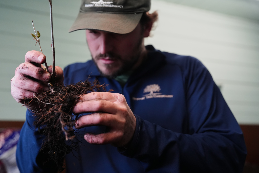 Joe Verstandig, living collections manager at the Newport Tree Conservancy, removes excess soil from a native tree seedling Wednesday, April 22, 2026, in Newport, R.I. (AP Photo/Joshua A. Bickel)