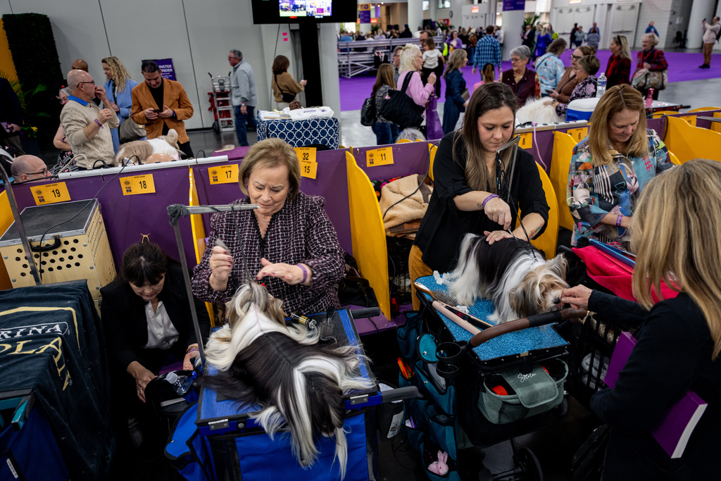 Handlers groom their dogs at the 150th Westminster Kennel Club Dog Show, Monday, Feb. 2, 2026, in New York. (AP Photo/Angelina Katsanis)