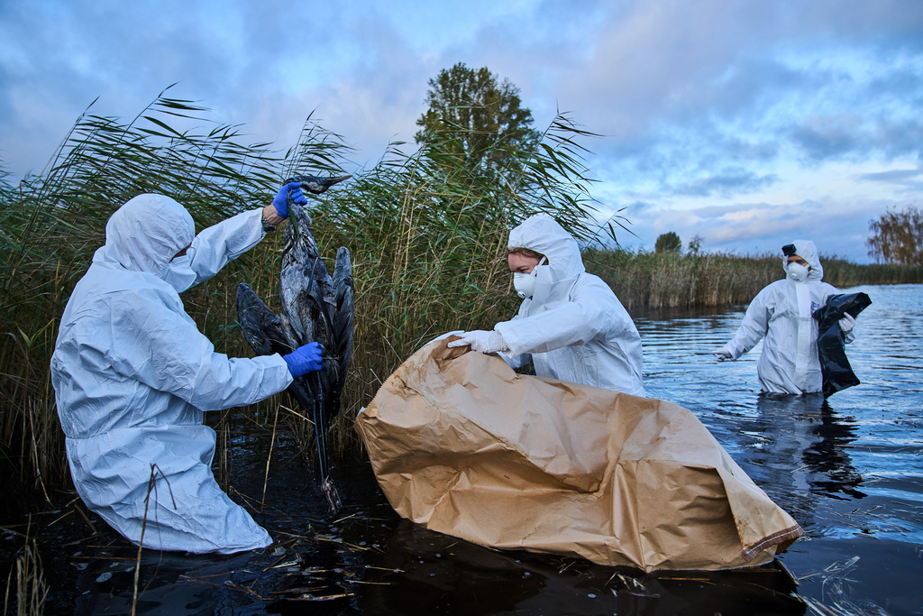 Environmental workers collect the bodies of the birds have died from bird flu in a lake in Linum, Brandenburg, Germany, Monday, Oct. 27, 2025. (AP Photo/Ebrahim Noroozi)