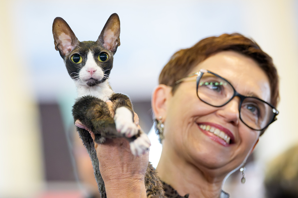 A woman holds a Cornish Rex cat during the FIFe World Show Romania 2025, the world's largest cat event, held in a different country every year, which brought together more than 1000 cats from over 30 countries, in Bucharest, Romania, Saturday, Oct.25, 2025. (AP Photo/Andreea Alexandru)