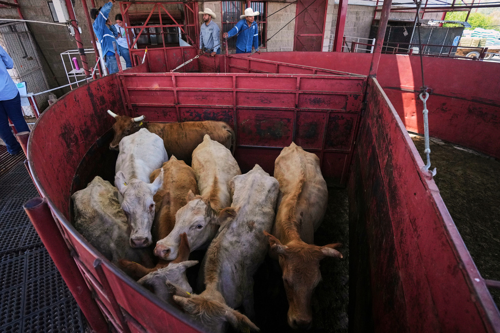 FILE - Cows are fenced in before being displayed at a cattle auction in Hermosillo, Sonora state, Mexico, on July 29, 2025. (AP Photo/Fernando Llano, File)