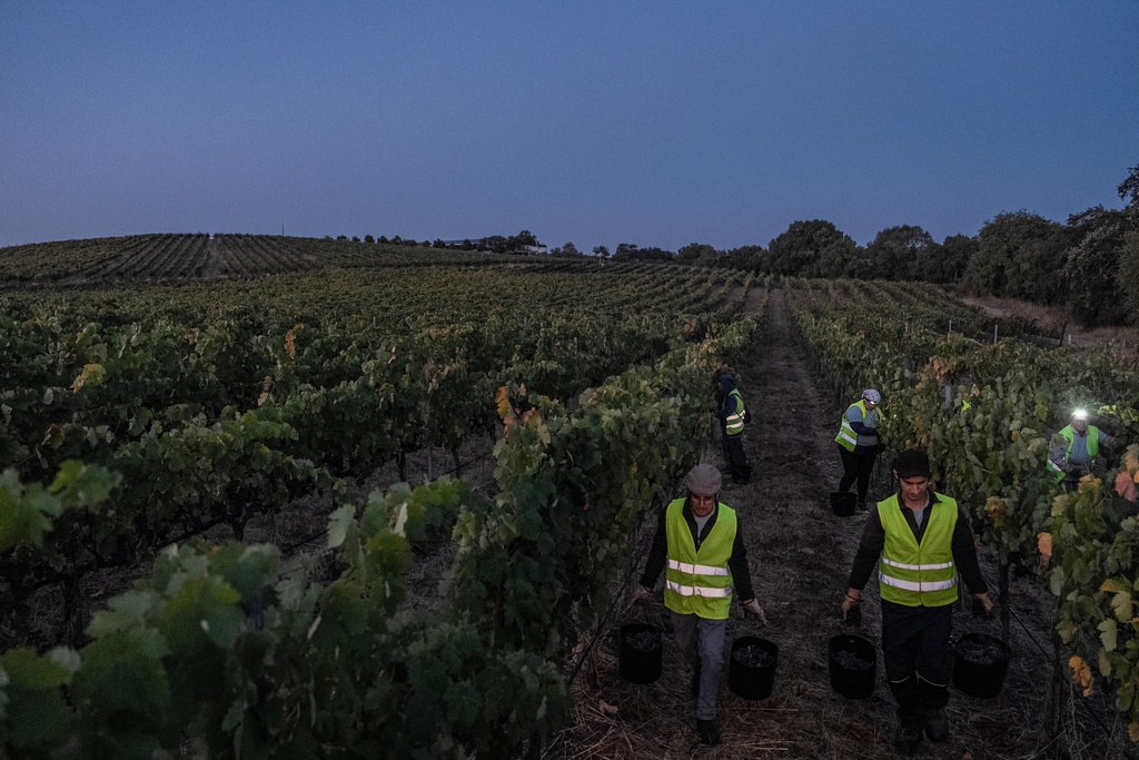 Workers take the last buckets full of wine grapes at daybreak after working through the night at the Herdade da Fonte Santa vineyard near Vimieiro, Portugal, Wednesday, Sept. 17, 2025. (AP Photo/Ana Brigida)