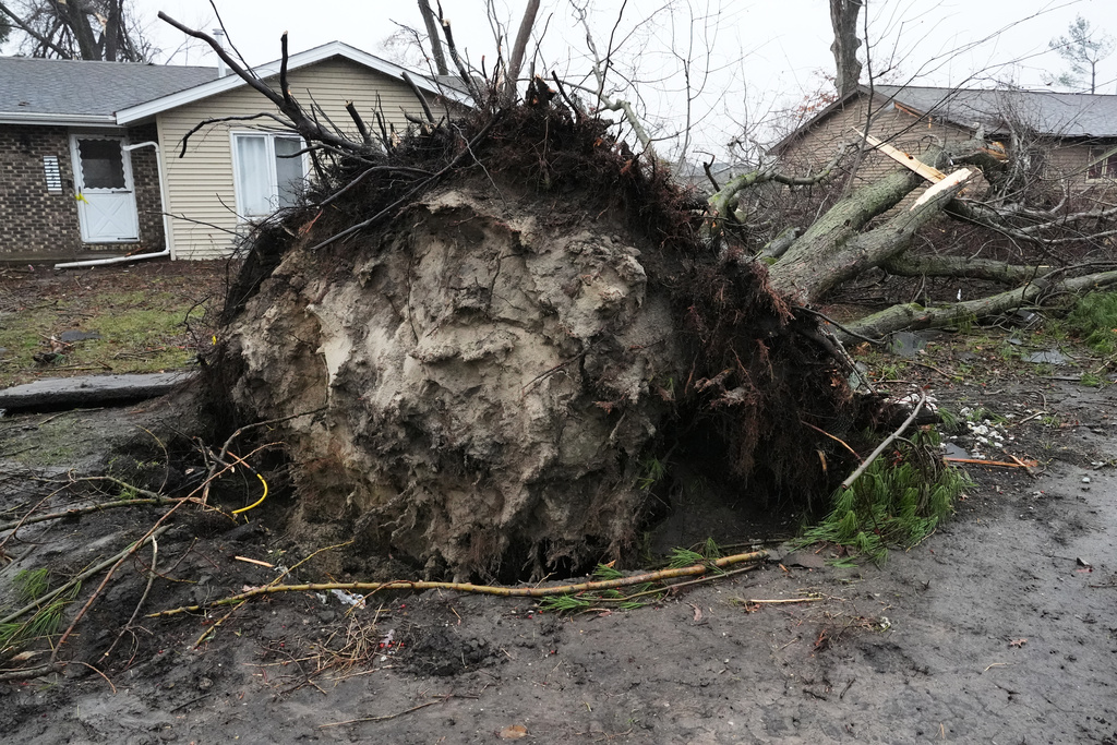 An uprooted tree sits outside a home in the aftermath of a powerful storm that ripped through the area a day earlier, in Lake Village, Ind., Wednesday, March 11, 2026. (AP Photo/Nam Y. Huh)