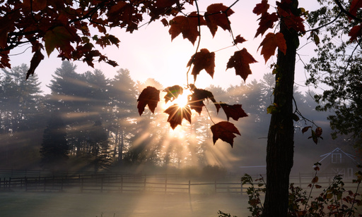 FILE - The sun rises, seen through morning mist and silhouetted maple leaves, as trees turn to fall foliage colors, Tuesday, Oct. 7, 2025, in Auburn, N.H. (AP Photo/Charles Krupa, File) FILE - The sun rises, seen through morning mist and silhouetted maple leaves, as trees turn to fall foliage colors, Tuesday, Oct. 7, 2025, in Auburn, N.H. (AP Photo/Charles Krupa, File)