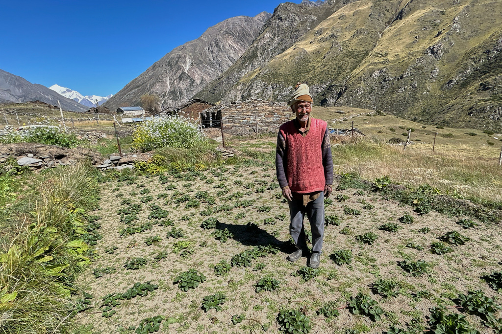 Kishan Singh walks in his strawberry field in Martoli village, in the northern Indian Himalayan state of Uttarakhand, on Oct. 4, 2025. (AP Photo/Satish Sharma)