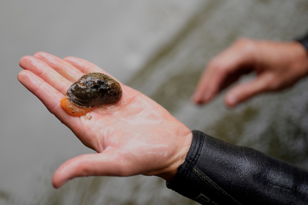 Michael Perkins, an aquatic wildlife biologist holds a brook floater mussel Tuesday, Sept. 16, 2025, near Marion, N.C. (AP Photo/Chris Carlson)