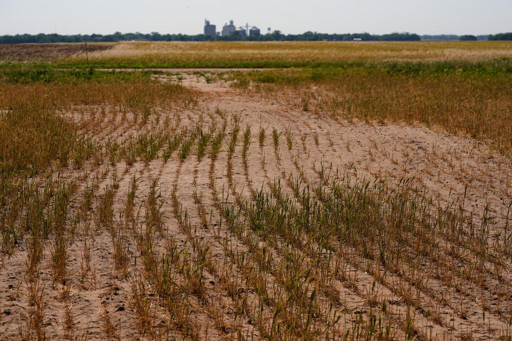 Wheat plants struggle to survive in a drought-stressed field near Macksville, Kan., Saturday, May 16, 2026. (AP Photo/Charlie Riedel)