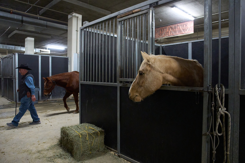 A horse looks from it's stall at the South Point hotel-casino in Las Vegas Tuesday, Dec. 9, 2025, in Las Vegas. (AP Photo/John Locher)