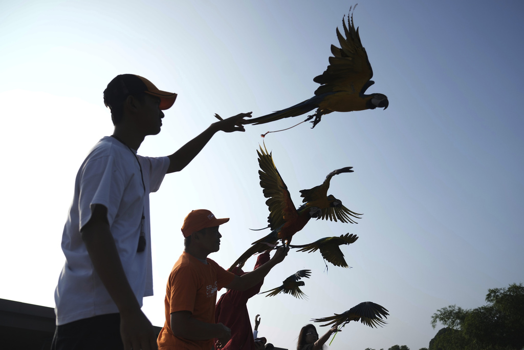 Participants release their macaws during a free fly competition in Sentul, Indonesia, Saturday, Aug. 23, 2025. (AP Photo/Tatan Syuflana)