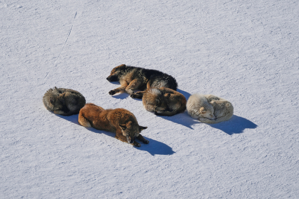 Stray dogs rest on the snow at the Mzaar-Kfardebian ski resort northeast of Beirut, Lebanon, Saturday, Jan. 3, 2026. (AP Photo/Hassan Ammar)