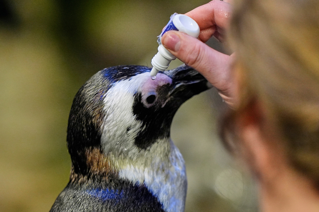 Lambert, a 33-year-old one-eyed African penguin, receives eye drop medication at the New England Aquarium in Boston, on Wednesday, Oct. 29, 2025. (AP Photo/Robert F. Bukaty)
