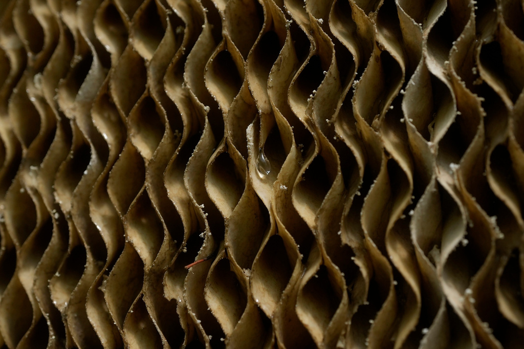 FILE - Water drips down evaporative cooling pads in a greenhouse at the Core Greenhouse Complex on the University of California Davis campus in Davis, Calif., May 20, 2024. (AP Photo/Jeff Chiu, File)