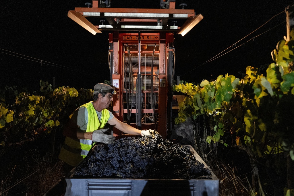 Foreman Vitor Lucas removes the leaves from a container full of wine grapes during a night harvest at the Herdade da Fonte Santa vineyard near Vimieiro, Portugal, Wednesday, Sept. 17, 2025. (AP Photo/Ana Brigida)