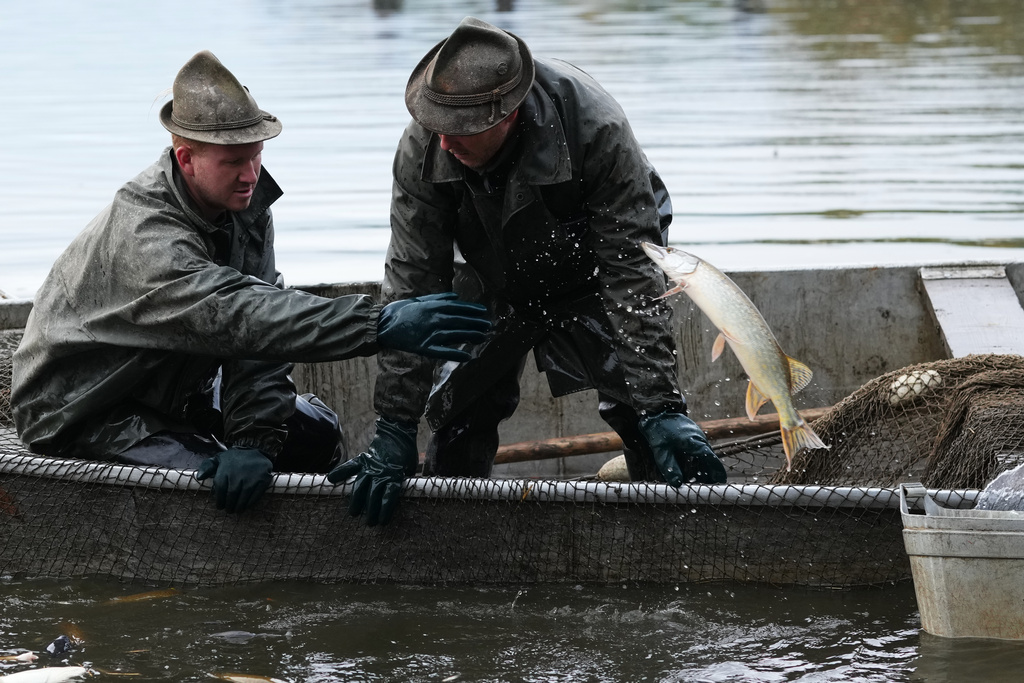 Fishermen sort fish during a traditional fish haul of the Rozmberk pond near the town of Trebon, Czech Republic, Friday, Oct. 17, 2025. (AP Photo/Petr David Josek)