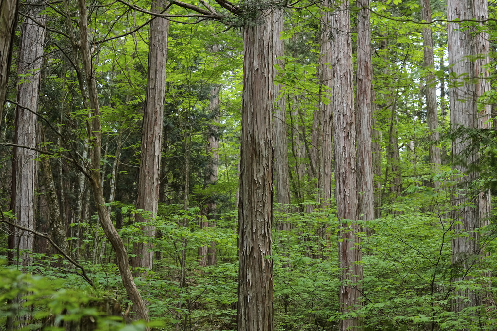 Cypress trees stand at the Akasawa national forest, where cypress trees are felled for a Shinto ritual, in Agematsu, central Japan, Monday, June 2, 2025 (AP Photo/Hiro Komae)