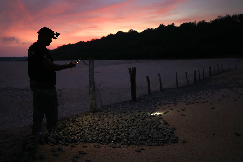 An environmental agent of the Chico Mendes Institute takes photos of turtle hatchlings at the Abufari Biological Reserve, in Tapaua, Amazonas state, Brazil, Monday, Nov. 17, 2025. (AP Photo/Edmar Barros)