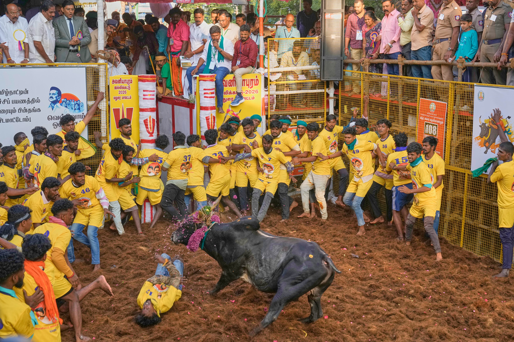 A participant falls while trying to restrain a bull during the Jallikattu bull-taming event at the annual harvest festival called Pongal in Avaniyapuram village on the outskirts of Madurai, India, Thursday, Jan. 15, 2026. (AP Photo/Mahesh Kumar A.)