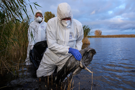 Environmental workers collect the bodies of the birds have died from bird flu in a lake in Linum, Brandenburg, Germany, Monday, Oct. 27, 2025. (AP Photo/Ebrahim Noroozi) Environmental workers collect the bodies of the birds have died from bird flu in a lake in Linum, Brandenburg, Germany, Monday, Oct. 27, 2025. (AP Photo/Ebrahim Noroozi)